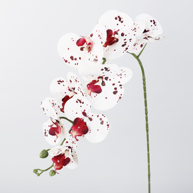 Tache rouge blanche