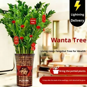 Arbre à argent en pot, plante d'intérieur facile à cultiver, purificateur d'air, protection contre les radiations, <span class=keywords><strong>fleur</strong></span>, salon, quatre saisons, bureau, prospérité - Product Image 2