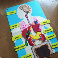 Tableau de cognition de la structure des organes humains pour enfants, en tissu, pour l'éducation précoce, sur le thème des sciences, avec velcro, en anglais