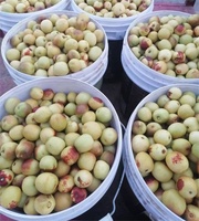 Verse Rode Date Chinese Zoete Date Verse Jujube