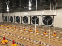 Projet clé en main d'élevage avicole complet QA, système d'alimentation automatique pour volailles, ligne d'alimentation pour poulets
