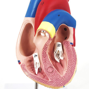 Modelos de corazones personalizados para la industria farmacéutica, regalos promocionales, arte y educación médica, material didáctico cardiovascular, y - Product Image 3