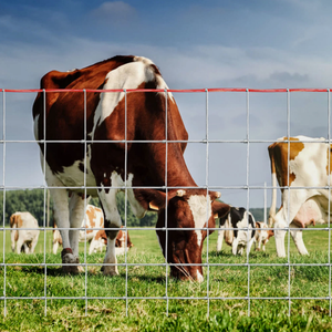 镀锌8英尺钢制PVC木质围栏，适用于牛羊棚，长度50米，出厂价 - Product Image 4