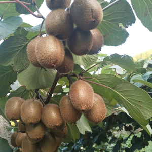 <span class=keywords><strong>Kiwi</strong></span> tươi trái cây hữu cơ màu xanh lá cây <span class=keywords><strong>KiWi</strong></span> Ngọt Ngào Phong cách đóng gói gói màu tính năng trọng lượng Xuất xứ loại hình dạng đa dạng lớp sản phẩm - Product Image 1