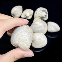 Vente en gros de coquillages fossiles de pierres naturelles colorées polies en sacs, options personnalisées pour la décoration de maison, de bureau et de collection