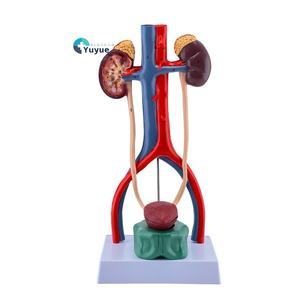 Anatomisches 3D-PVC-Modell des menschlichen Harn systems Nieren-<span class=keywords><strong>Ureters</strong></span>-Blasen-Harnröhre für die Ausbildung an der medizinischen Fakultät - Product Image 1