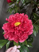 Tanaman Buatan dan Dekoratif Pohon Mawar Nearly Nature Golden Jade Pole 13 Peony Dapat Disesuaikan