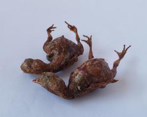 Friandises pour animaux de compagnie en gros : Poulet entier lyophilisé sans plumes, riche en protéines, pour le nettoyage des dents molaires - Product Image 2