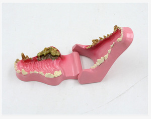 Modelo de Dientes de Perro Médico con Certificación CE, Modelo Anatómico de Dientes Caninos para Animales, Modelo de Comparación para Hospitales Veterinarios - Product Image 5