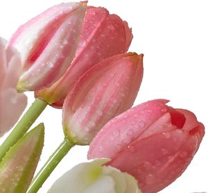 Vente en gros de bouquets de tulipes en PVC souple de haute qualité, toucher réel, 40 cm, fleurs artificielles blanches, fleurs de table artificielles - Product Image 5