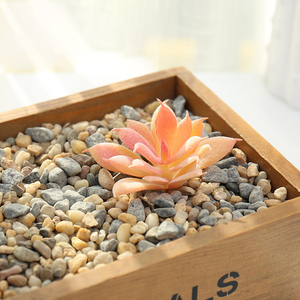 Accesorios Creativos para Manualidades, Pequeñas Cabezas de Flores de <span class=keywords><strong>Echeveria</strong></span>, Flores Artificiales de Plástico, Adornos Decorativos para el Hogar, Proceso de Resina - Product Image 4