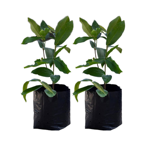 Lot de 50 sacs de culture pour pépinière noirs de 9,4 po x 10,6 po, épaisseur 0,5 mm, durables, respirants, écologiques, en plastique pour <span class=keywords><strong>jardinage</strong></span> et semis - Product Image 1