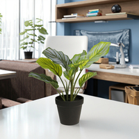 Bonsai buatan tangan 38cmH kecil Calathea Orbifolia dengan tanah liat/Pot plastik untuk dekorasi dalam ruangan