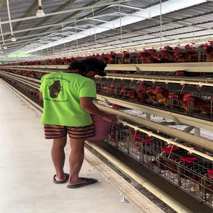 Gabbie per Galline Ovaiole e Quaglie di Alta Qualità in Acciaio Zincato a Caldo Tipo A Design Completamente Automatico Durata 20-25 Anni - Product Image 1