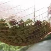 <span class=keywords><strong>Filet</strong></span> de récolte <span class=keywords><strong>agricole</strong></span> 100 % HDPE vierge tissé et tricoté avec protection UV pour la récolte des olives - Product Image 2