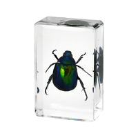 Résine époxy, insectes, animaux, 100 espèces, scarabées, araignées, scorpions, artisanat, étude éducative pour enfants, décoratif