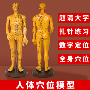 Modèle de méridien masculin Huayikang 50 cm, figurine de points d'acupuncture en PVC réutilisable, modèle de médecine traditionnelle chinoise - Product Image 3