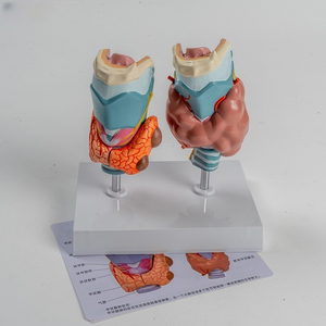 Modelo KyrenMed de glándula tiroides y modelo patológico de glándula tiroides y patologías - Product Image 2