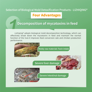EGDOO Détoxifiant enzymatique professionnel 2,5 % Prémélange vitaminique <span class=keywords><strong>pour</strong></span> volailles <span class=keywords><strong>pour</strong></span> <span class=keywords><strong>poules</strong></span> <span class=keywords><strong>pondeuses</strong></span>, poulets reproducteurs, optimisation de l'élevage de <span class=keywords><strong>poules</strong></span> <span class=keywords><strong>pondeuses</strong></span> - Product Image 3