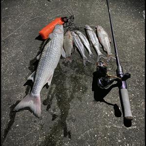 Nouvelle canne à pêche Maki en carbone à action lente ultra-souple pour la pêche aux leurres, <span class=keywords><strong>ensemble</strong></span> <span class=keywords><strong>complet</strong></span> pour la pêche à la <span class=keywords><strong>carpe</strong></span> en ruisseau et la micro-pêche - Product Image 4