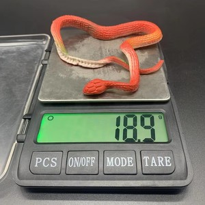 Juguete de Serpiente Elástica Realista de TPR - Broma, Juego, Descompresión para Fiestas Infantiles, Regalos Promocionales y Venta al por Mayor - Product Image 4