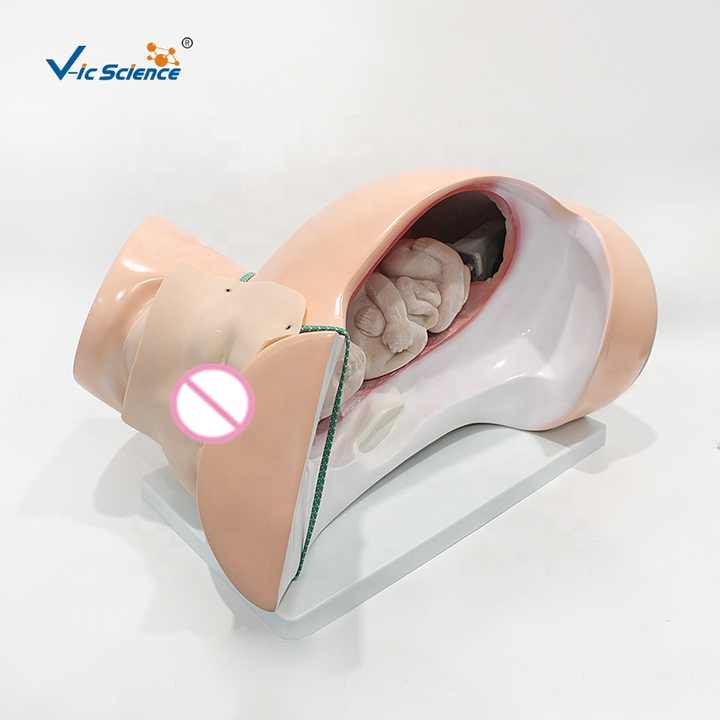 Childbirth Model| Alibaba.com