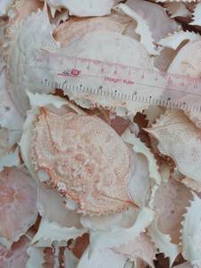 Concha de cangrejo seca para uso agrícola Rellena o servida en platos agrícolas - Product Image 4