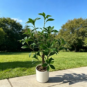 Ma Zui Mu High-End <b>Artificial</b> <b>Tree</b> for Living Room Floor - Product Image 3