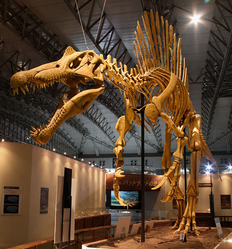 恐竜スピノサウルスのMy Dino D01 Museum Qualityスケルトン