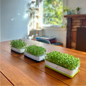 Jardin hydroponique d'intérieur intelligent pour la cuisine, plateau pour micro-légumes, <span class=keywords><strong>en</strong></span> <span class=keywords><strong>bois</strong></span> naturel, à suspendre au mur, utilisation domestique - Product Image 2