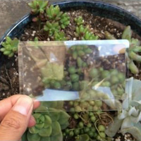 85X55mm Card Magnifier