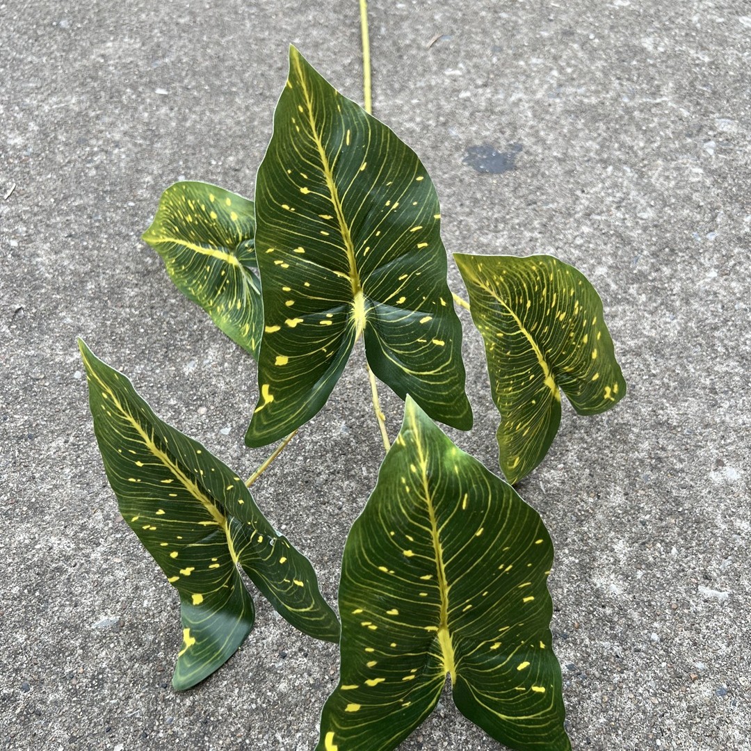 5 fourchettes branche haute couleur feuille taro vert