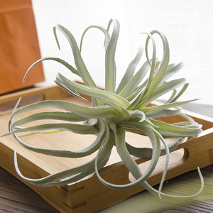 Yizhuoou — plantes artificielles à l'air, illandsie pour la décoration - Product Image 5