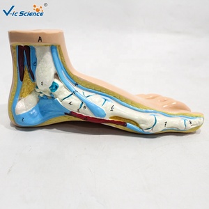 Modèle anatomique <span class=keywords><strong>de</strong></span> pied plat normal, lot <span class=keywords><strong>de</strong></span> 3, taille réelle, pour l'enseignement <span class=keywords><strong>de</strong></span> la pathologie <span class=keywords><strong>de</strong></span> la voûte plantaire, CE/ISO/ROHS/CNAS - Product Image 3