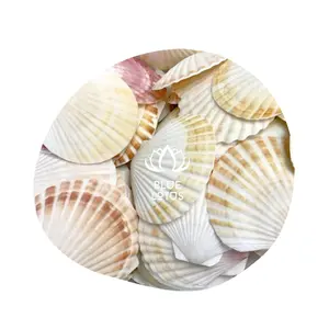 批量牡蛎扇贝贝壳定制尺寸贝壳艺术从越南蓝莲花清洗