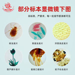 15 beautifully packaged <b>microscopic</b> slides for primary and secondary school laboratory lessons. - Product Image 3