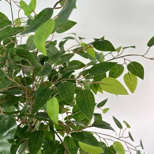 <span class=keywords><strong>Ficus</strong></span> en plastique double couche Artificial Trunk Layer <span class=keywords><strong>Ficus</strong></span> Tree <span class=keywords><strong>Pot</strong></span> pour décoration de magasin-149 - Product Image 5