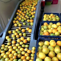 1-20 tonnes/heure Orange Citrus NFC Ligne de production de jus Machine d'extraction de fruits, ligne d'extraction de jus d'orange 10 t