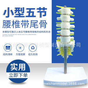 Un petit modèle de colonne vertébrale lombaire et coccyxienne composé de cinq vertèbres lombaires avec disques intervertébraux - Product Image 1