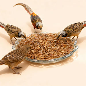 उच्च गुणवत्ता वाले सूखे मेलवर्म फ़ीड, रेटाइल गैर गमो प्राकृतिक कारखाने के लिए सीधे लार्वा समृद्ध पोषण खाद्य कीड़े - Product Image 2