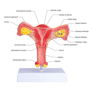 แบบจำลองมดลูกและรังไข่ทั้งสองด้าน แบบจำลองมดลูกหญิง สำหรับสื่อการสอน การเรียนรู้วิทยาศาสตร์การแพทย์ กายวิภาคศาสตร์ แบบจำลองมดลูก - Product Image 4