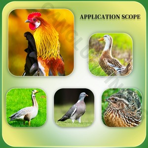 ブロイラー急速肥育1 kg高効率飼料用体重増加促進薬 - Product Image 4