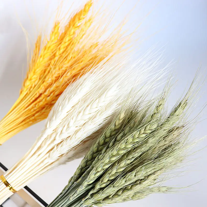 A-1121 flor seca amarela trigo dourado 100 hastes pacote de trigo seco natural para casamento decoração da loja