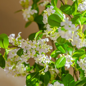 Fiori <span class=keywords><strong>di</strong></span> Lillà Artificiali Realistici, Bouquet <span class=keywords><strong>di</strong></span> Simulazione Perfetti per Soggiorno, Tavolo da Pranzo, Decorazioni Floreali per la Casa - Product Image 2