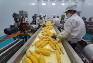 2024 Hersteller <span class=keywords><strong>Export</strong></span> preis Neuer chinesischer glaubwürdiger Lieferant Bester Zucker mais in Dosen mit Fabrik preis