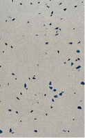Dalles de sol modernes en terrazzo artificiel blanc, grandes dalles, semi-quartz, durables, haute performance, absorption d'eau, résistance à la flexion