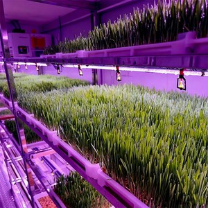 Sistema de Cultivo Hidropónico Comercial Skyplant para Producción de Forraje, Fábrica de Plantas para Cultivo de Cebada - Product Image 5