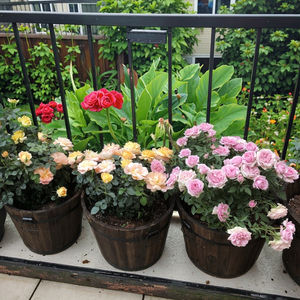 Карбонизированная Антикоррозийная деревянная квадратная Цветочная коробка Золотая кудзу настольная посадка цветы овощи зеленые растения Цветочный Горшок - Product Image 2