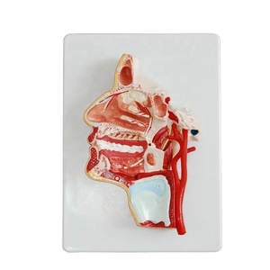 Darhmmy Mô hình giải phẫu của đầu trung gian của sản phẩm khoa học y tế PVC hầu họng - Product Image 1