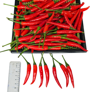 Piments frais vietnamiens d'origine professionnelle légumes herbes séchées épices excellent service après-vente épices simples crues - Product Image 1
